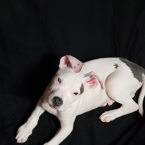 Meet your Posher, Wanda - Picture 4 of 8